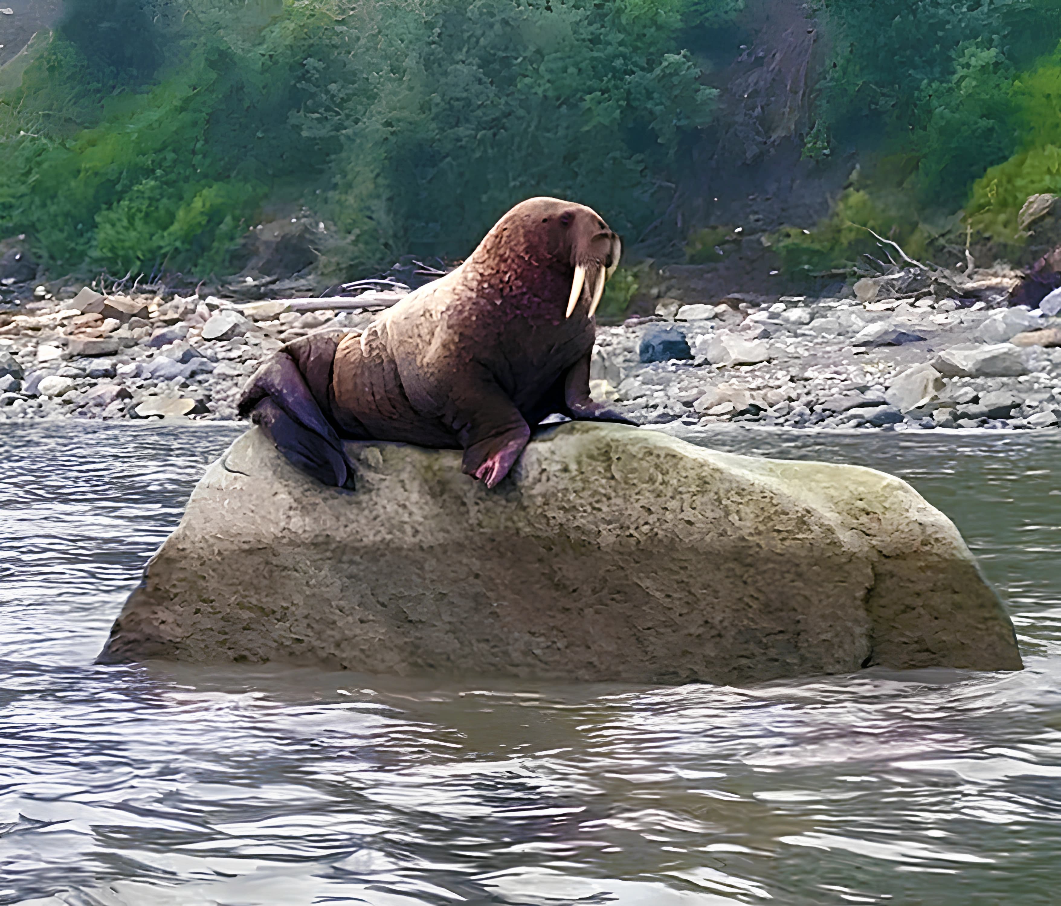 Alaska wilderness